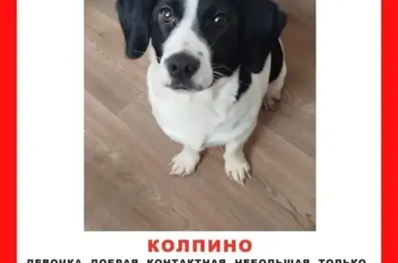 Пропала собака, ул. Анисимова 2, Колпино