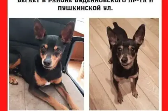 Собаки потеряшки, Ростов-на-Дону, фото: Потеряшка собака, 15-я линия, 31, Ростов-на-Дону