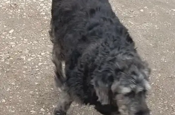 Пропала собака, Орбита, Коми