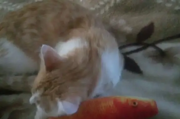 Пропала кошка, ул. Пешкова 55, Борисоглебск