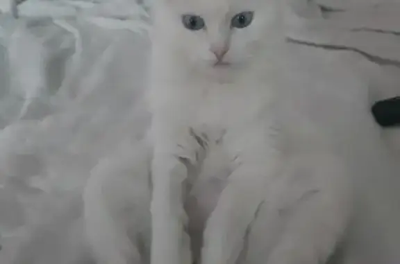 Пропала кошка, ул. Победы 3к7, Электросталь
