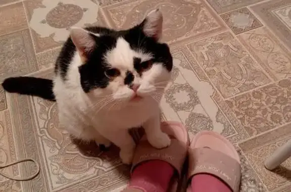 Пропала кошка, Музыкальный пер., 10, Томск