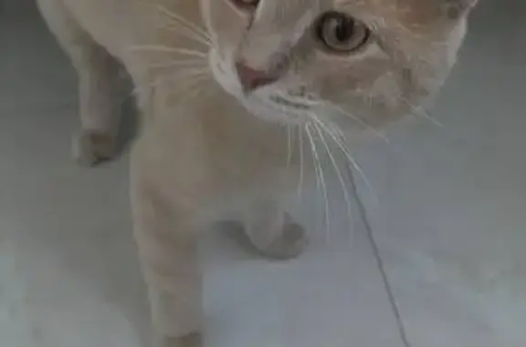 Кошка найдена, ул. Гаранькина, Оренбург