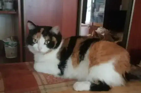 Пропала кошка, ул. Бархатовой, 5, Омск