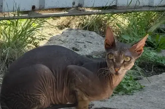 Пропала кошка, ул. Красный Фронт, 12