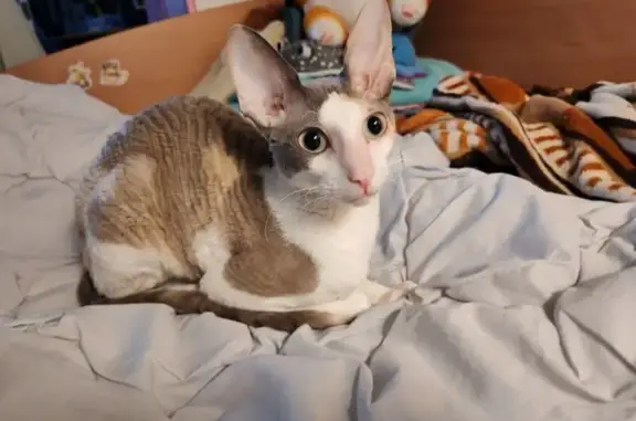 Найдена кошка, Нижний Новгород, фото: Пропала кошка, ул. Спутника 34, НН