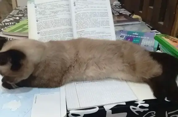Пропала кошка, Лешино Новая Мельница