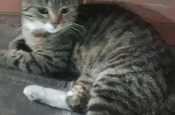 Кошка найдена: ул. Декабристов, Казань