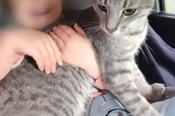 Пропала кошка, ул. Дыбенко, 12 к1