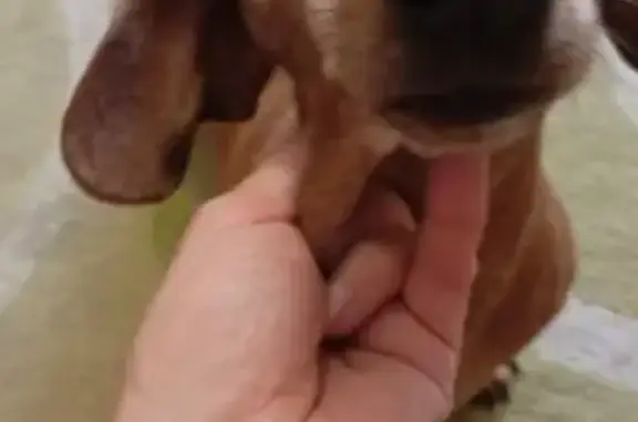 Собаки потеряшки, Челябинск, фото: Потеряшка такса Джесс, ул. Тарасова, 40