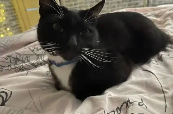 Пропал кот Филя, Рыкановская ул., 28