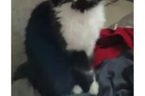 Потерянные животные Оренбург, фото: Пропала кошка, Волгоградская 8, Оренбург