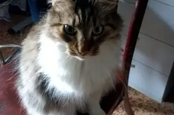 Пропала кошка, ул. Свердлова, 6-8, Сочи