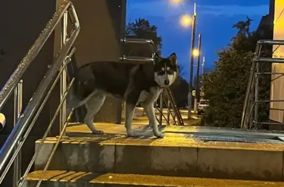 Найдена хаски: ул. Бобкова, 36 к1, Тверь