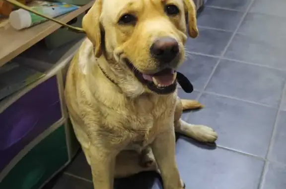 Найдена собака, Полянское сельское поселение, фото: Собака найдена: Приморское шоссе