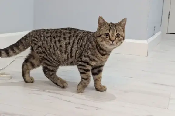 Кошка найдена: Красная ул., 67, Пенза