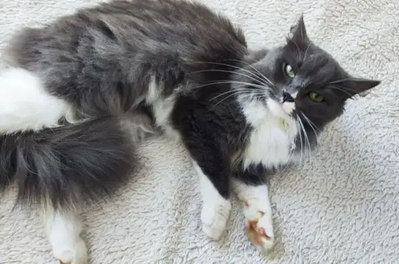 Кошка найдена: Фитарёвская, 19, Коммунарка