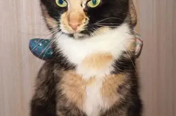 Пропала кошка, МО, 6 лет, чипирована