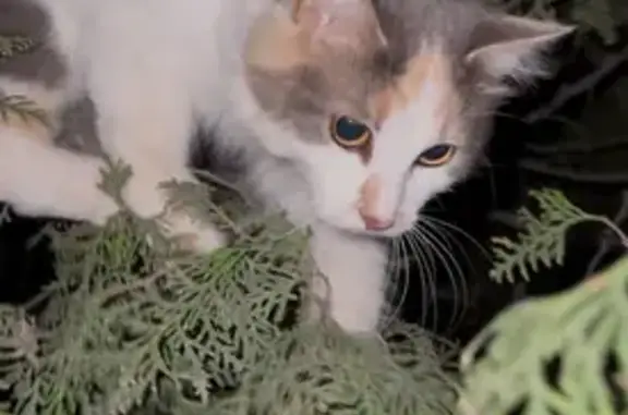 Пятнистая кошка найдена, Оборонная 95