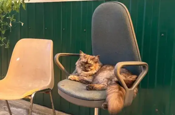 Кошки потеряшки, Нижнедевицк, фото: Потеряшка кошка, Дорожная ул., Нижнедевицк