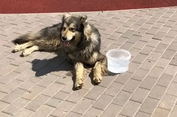 Найдена собака, 2-я Дорожная ул., 13