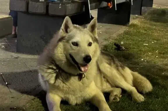 Найдена собака, Эстосадок, фото: Найдена собака: Эстонская ул., 19