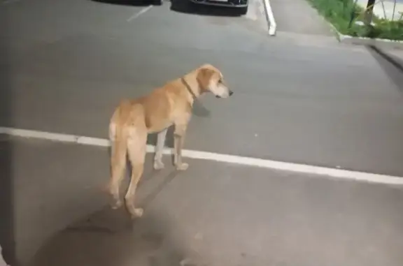 Найдена собака, , фото: Собака найдена: Лесная аллея, 3, Конёвка