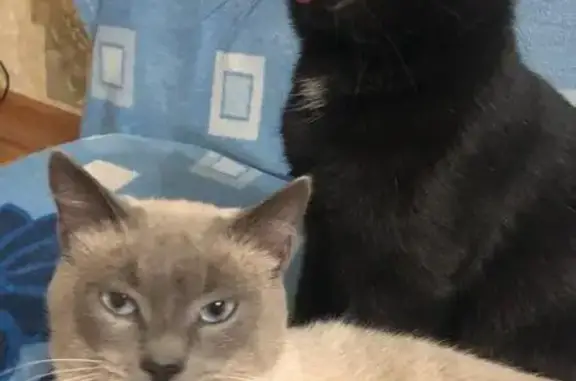 Кошки потеряшки, Саратов, фото: Потеряшка кошка на Украинской, 10А, Саратов