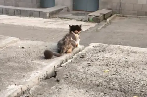 Найдена кошка, Ижевск, фото: Кошка найдена: Красногеройская 63, Ижевск