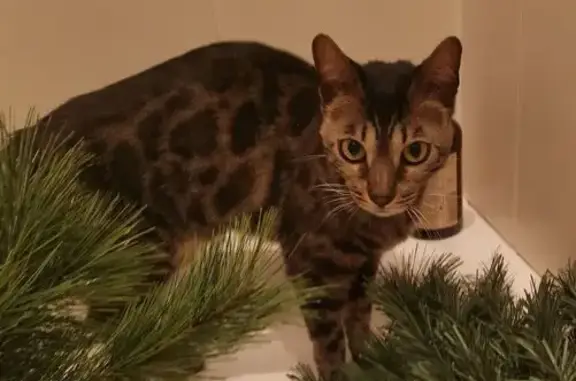 Кошки потеряшки, Цуканово, фото: Потеряшка кошка, 40 Цуканово