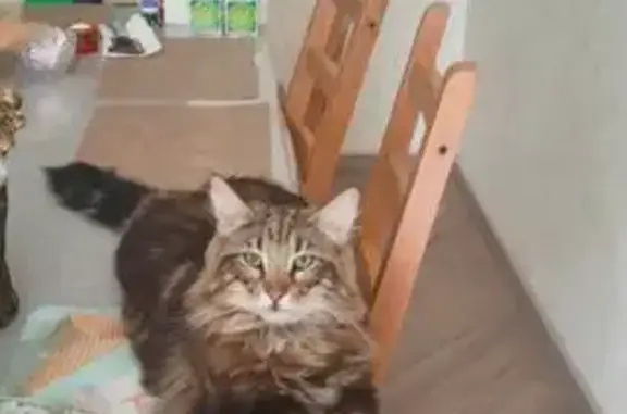 Кошки потеряшки, Белокуриха, фото: Потеряшка кошка, Белогорская 61, Белокуриха