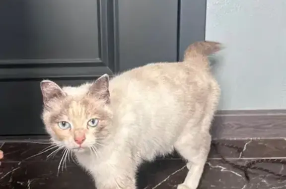 Найдена кошка, , фото: Кошка найдена: ул. Горького, 34, Марусино