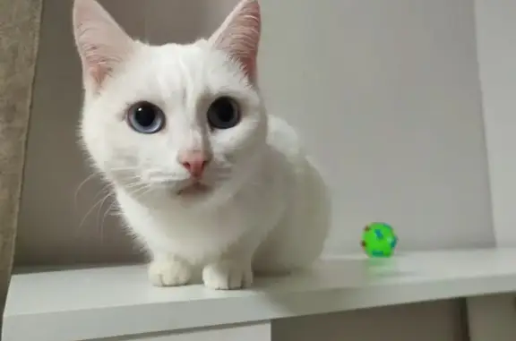 Кошки потеряшки, Челябинск, фото: Потеряшка кошка, ул. Комаровского, 12