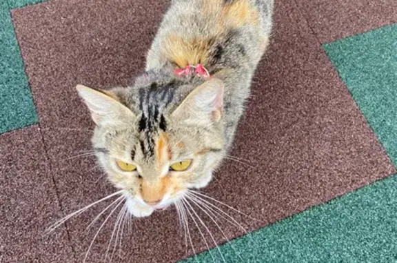 Кошка найдена: ул. Нечаева, 17В, Чита