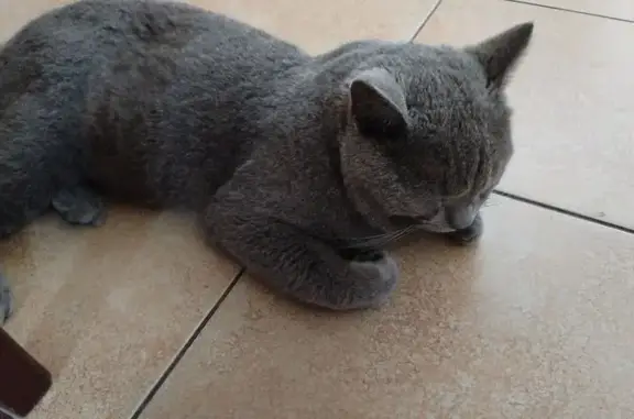 Найдена кошка, Королёв, фото: Кошка найдена: Комитетский Лес, 18к3