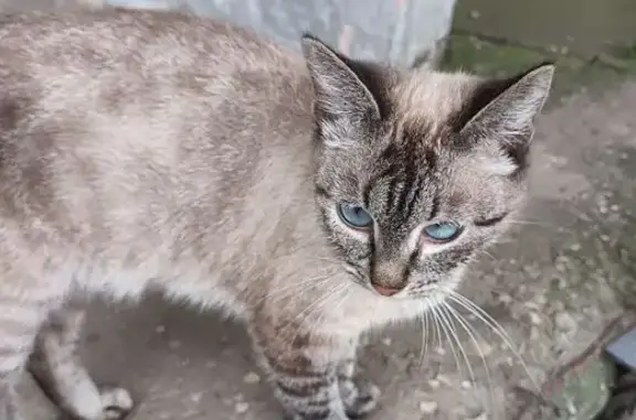 Найдена кошка, Тверь, фото: Кошка найдена на ул. Серова, 10, Тверь