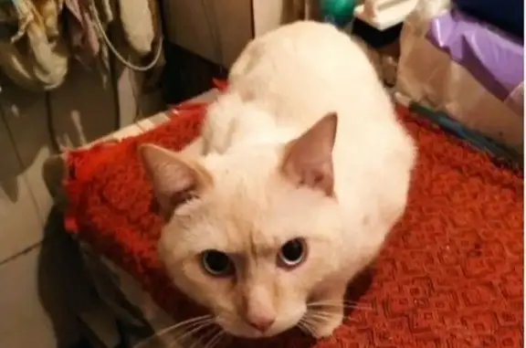 Пропала сиамская кошка, Тотмина 21