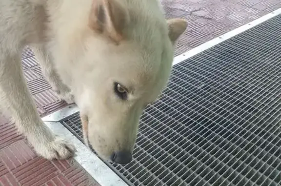 Найдена собака, Московская область, фото: Найдена собака: 46К-1101, МО