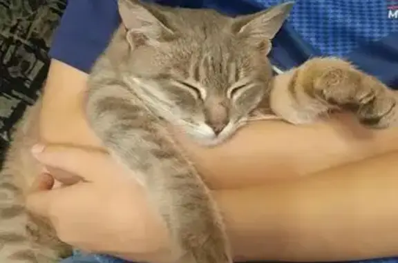 Найдена кошка, Зональная станция, фото: Кошка найдена: ул. 40 лет Победы, 3Б