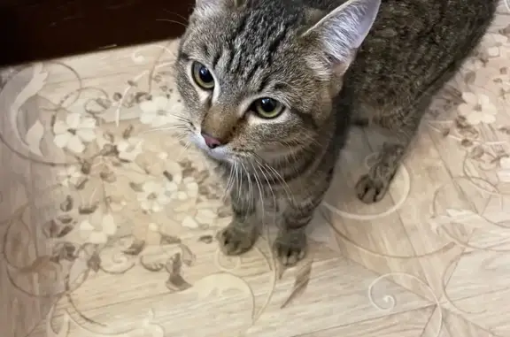 Кошка найдена, Октябрьский мост, Крск