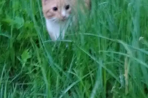 Пропала кошка, ул. Ляпидевского, 11