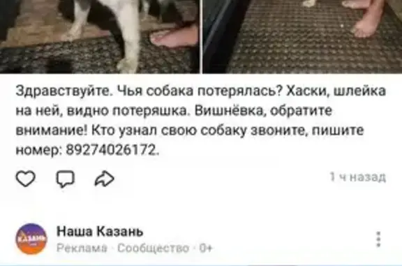 Найдена собака, , фото: Собака найдена: Казань, Татарстан