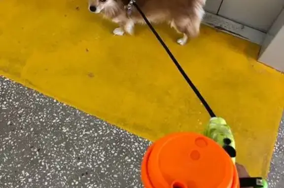 Собака найдена: Красноярск, Светлова 7Г