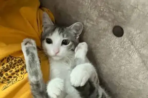 Кошки потеряшки, Кызыл, фото: Потеряшка кошка, ул. Ооржака, 33, Кызыл