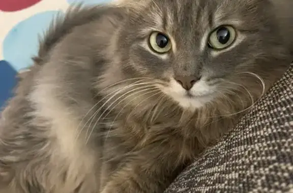 Кошки потеряшки, Челябинск, фото: Потеряшка кошка, Челябинск, Городская 29