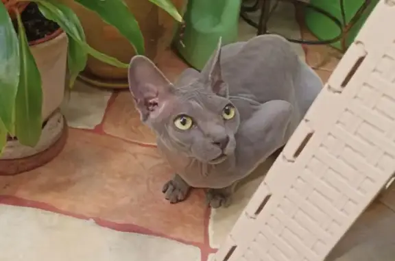 Найдена кошка, Москва, фото: Кошка найдена: ул. Адмирала Руднева, 10с1