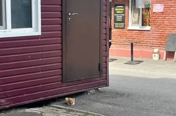 Найдена кошка, Томск, фото: Рыжая кошка найдена, пр. Ленина 1, Томск