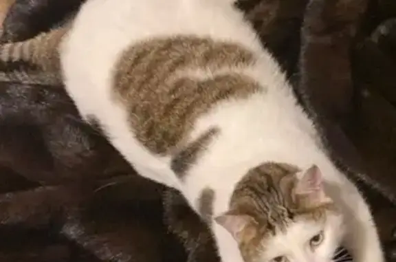 Пропала кошка, 5-й Виноградный пр., 3