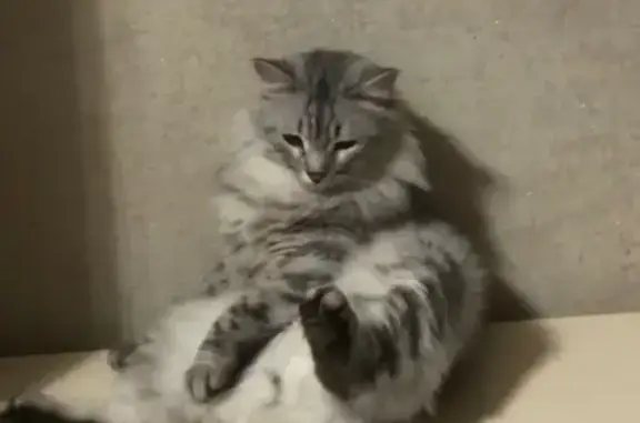 Кошки потеряшки, Челябинск, фото: Потеряшка кошка, ул. Масленникова, 8А