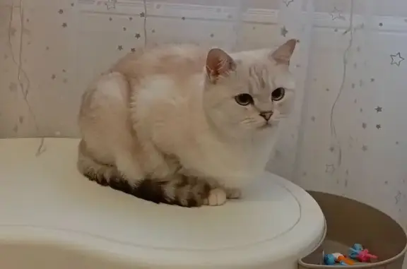 Кошки потеряшки, Котельники, фото: Потеряшка кошка, Кузьминская ул., 15